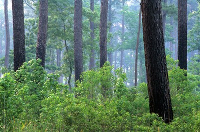 South Carolina mixed pine hardwood forest - Photographer: Bill Lea