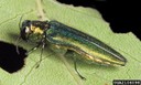 Emerald ash borer - Photo by David Cappaert, Michigan State University, Bugwood.org