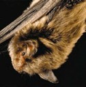 Indiana_Bat_FWS.jpg