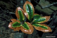 Leaf symptoms of oak wilt in Quercus virginiana - Photo by Ronald Billings, Texas Forest Service, Bugwood.org