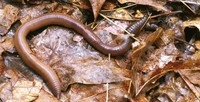 Earthworm - Photo by Great Lakes Worm Watch