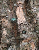 Emerald ash borers and exit holes in a tree