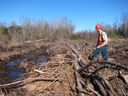 Carbon In, Carbon Out: How Tree Harvests Affect Carbon Balance in a Planted Forest