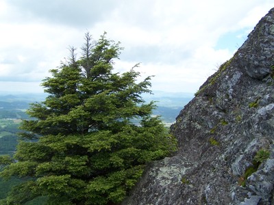 Carolina hemlock growing on a rocky slope