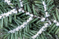 Featured Publication: Hemlock woolly adelgid infestation affects water and carbon relations of eastern hemlock and Carolina hemlock