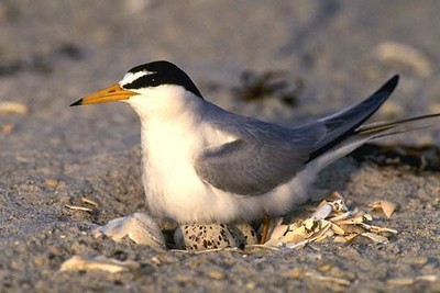 Least tern with eggs