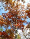 Southern red oak