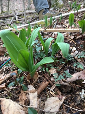 Ramps in a research plot