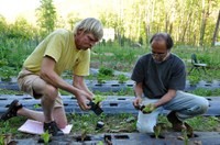 Men working with nursery plants