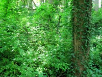 A forest is invaded by many non-native plants. 