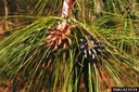 Male strobili on longleaf pine