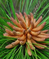 Longleaf pine flowers