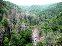 Researchers Track “Gray Ghosts” Across the Southern Appalachians