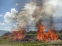 Texas wildfires