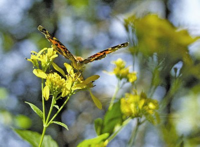 Butterfly