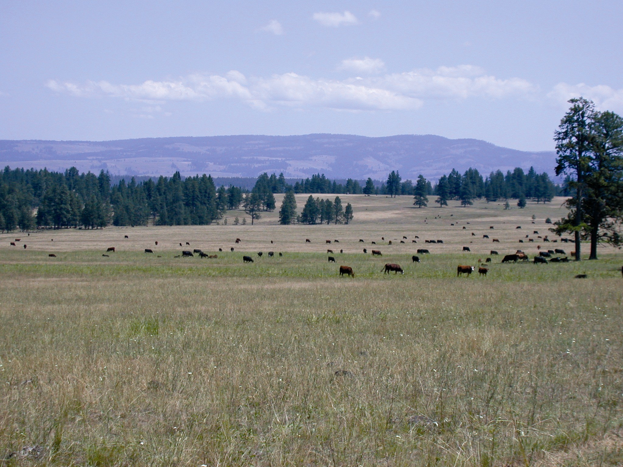 Cattle at Starkey Experimental Forest