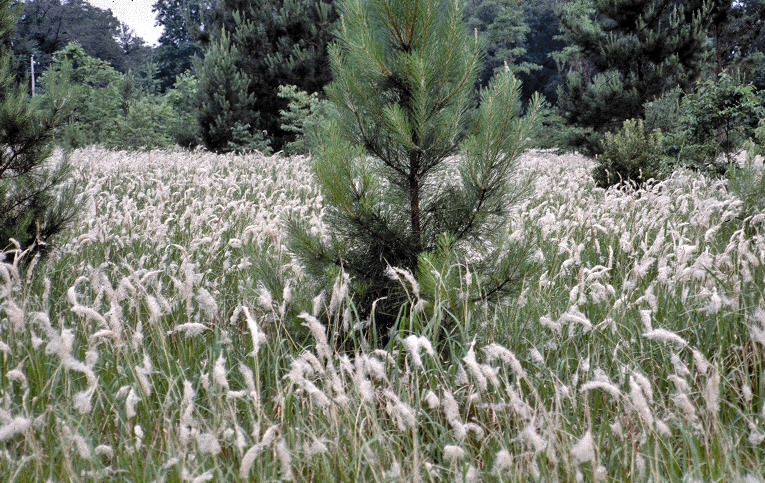 Cogongrass - Photo by Charles T. Bryson, USDA Agricultural Research Service, Bugwood.org