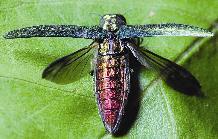 Emerald Ash Borer - Photo by David Cappaert, Michigan State University, Bugwood.org