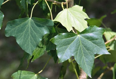 English Ivy