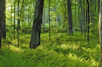 Fern Glade