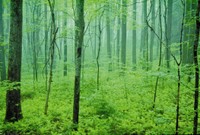 Hardwood Forest