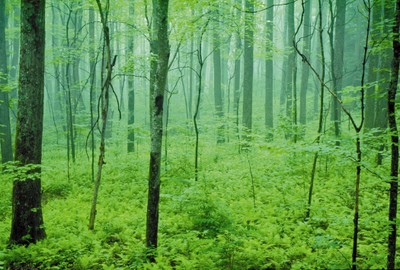 Hardwood Forest