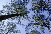 Loblolly Pine