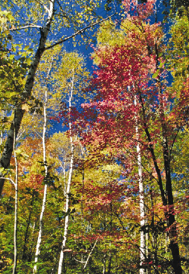 Northern Hardwoods - Photo by Steven Katovich, USDA Forest Service, Bugwood.org