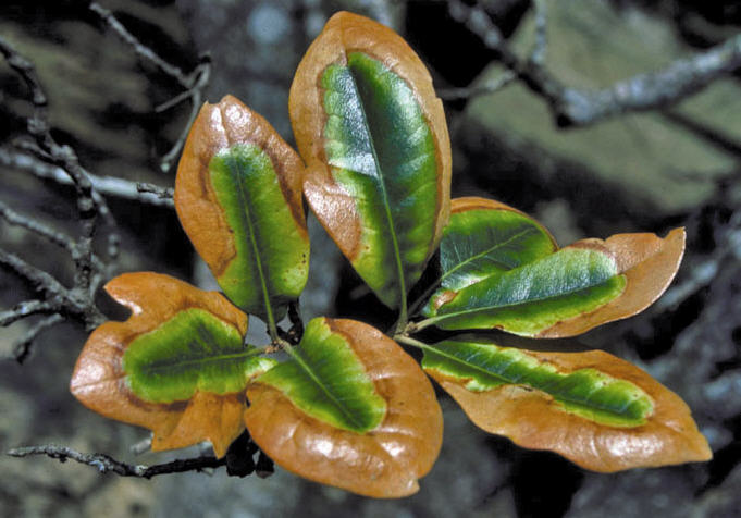 Oak Wilt - Photo by Ronald F. Billings, Texas Forest Service, Bugwood.org