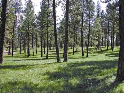 Open Pine Stand