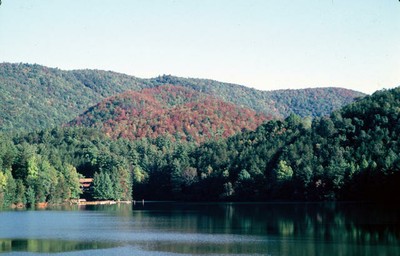 Southern Pine Beetle Damage