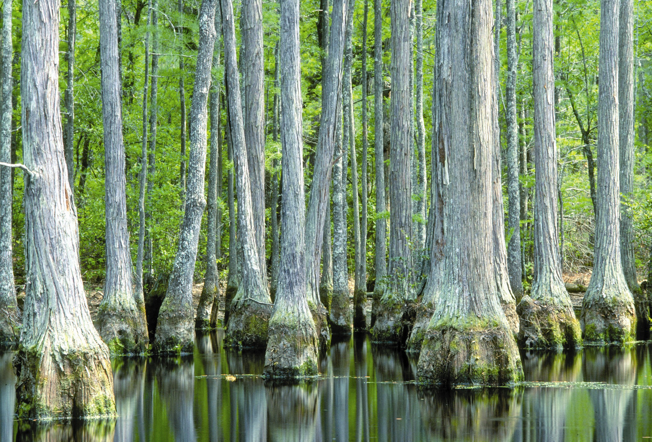 Cypress Trees