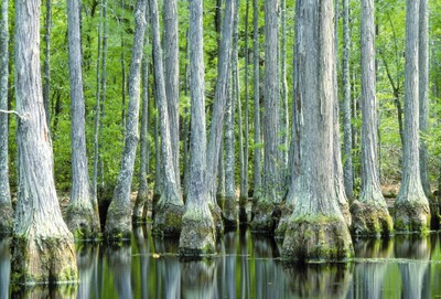 Cypress Trees