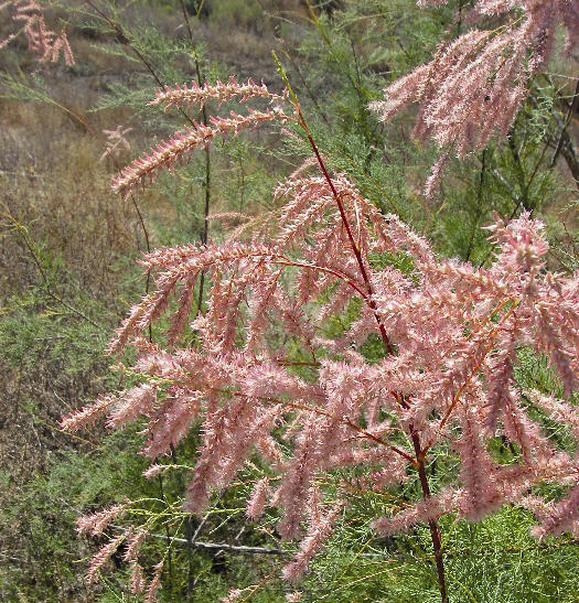 Tamarisk Flowers