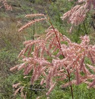 Tamarisk Flowers