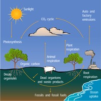 Diagram of carbon cycle