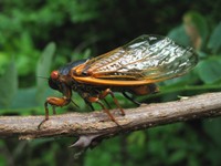 Cicada ovipositing