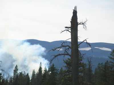 Snags and smoke in the Pole Creek Fire
