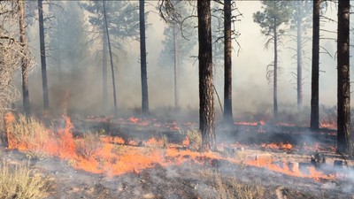 A prescribed fire in a western U.S. pine forest