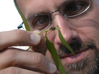 SRS new Assistant Station Director for Research Kier Klepzig examines an invasive insect (the Eucalyptus Weevil - Gonipterus scutellatus). - Photo by Bernard Slippers