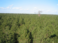 Eighteen-year-old loblolly pines on the coastal North Carolina research site.