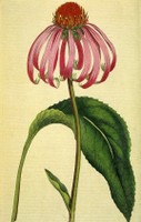 Echinacea_purpurea_USDA_ARS.jpg