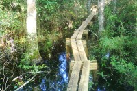 forested_wetland_boardwalk.jpg