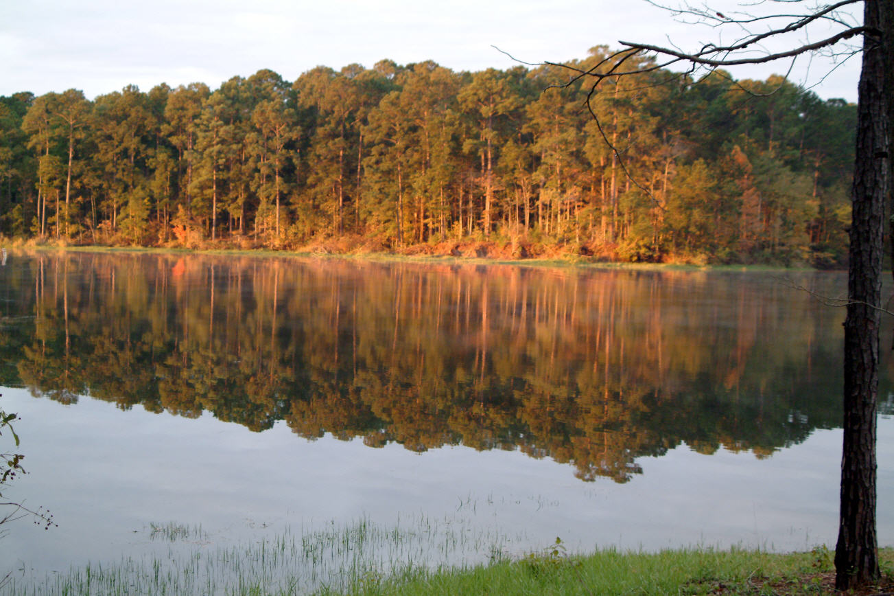 Surface water surrounded by trees