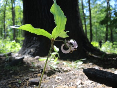 Trillium in bloom in front of a charred tree