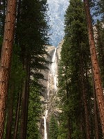 Ponderosa pine trees in front of Yosemite Falls