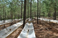 A throughfall exclusion structure in a loblolly pine research plot