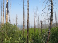 Post-fire Douglas fir and larch forest