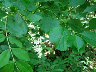 Chinese privet and Oriental bittersweet