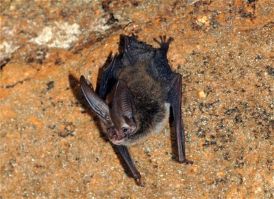 Big-eared Bat